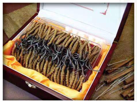 城区冬虫夏草回收